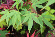 - Acer elegantulum x palmatum 'Johnnie's Giant' Japanese Maple - Mr Maple │ Buy Japanese Maple Trees