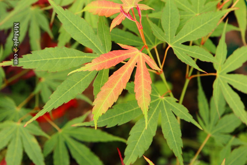 - Acer elegantulum x palmatum 'Johnnie's Giant' Japanese Maple - Mr Maple │ Buy Japanese Maple Trees