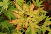 - Acer elegantulum x palmatum 'Johnnie's Giant' Japanese Maple - Mr Maple │ Buy Japanese Maple Trees