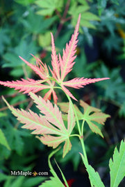 - Acer elegantulum x palmatum 'Johnnie's Giant' Japanese Maple - Mr Maple │ Buy Japanese Maple Trees