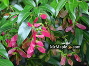 - Acer fabri - Emerald Jade Maple - Rare Evergreen Chinese Maple - Mr Maple │ Buy Japanese Maple Trees