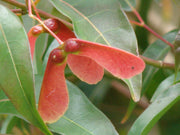 - Acer fabri - Emerald Jade Maple - Rare Evergreen Chinese Maple - Mr Maple │ Buy Japanese Maple Trees