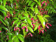 - Acer fabri - Emerald Jade Maple - Rare Evergreen Chinese Maple - Mr Maple │ Buy Japanese Maple Trees