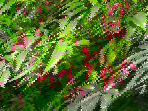 - Acer fabri - Emerald Jade Maple - Rare Evergreen Chinese Maple - Mr Maple │ Buy Japanese Maple Trees