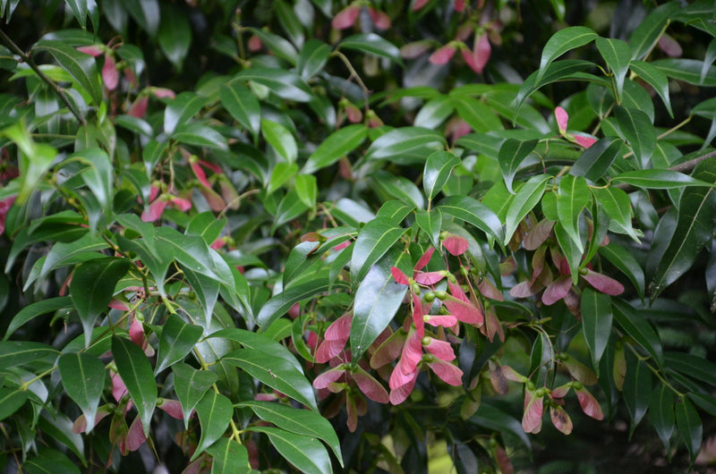 - Acer fabri - Emerald Jade Maple - Rare Evergreen Chinese Maple - Mr Maple │ Buy Japanese Maple Trees