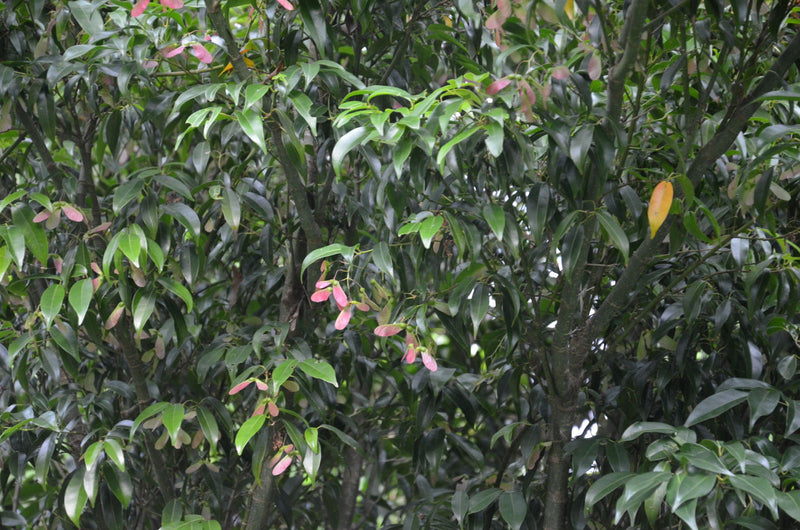 - Acer fabri - Emerald Jade Maple - Rare Evergreen Chinese Maple - Mr Maple │ Buy Japanese Maple Trees