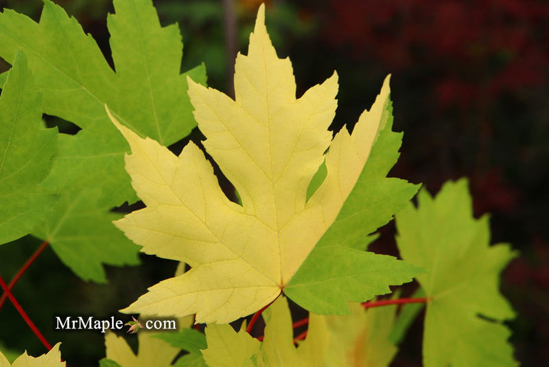 - Acer freemanii x 'Shelina's Beauty' Variegated Red Maple - Mr Maple │ Buy Japanese Maple Trees