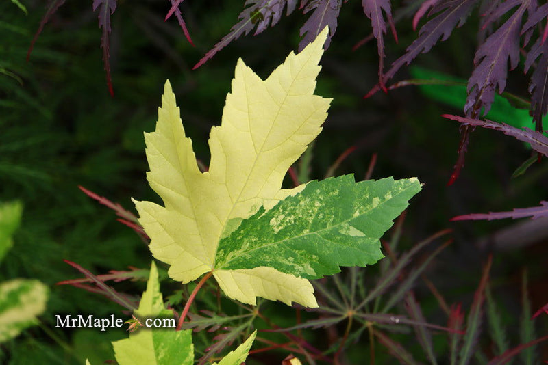 - Acer freemanii x 'Shelina's Beauty' Variegated Red Maple - Mr Maple │ Buy Japanese Maple Trees