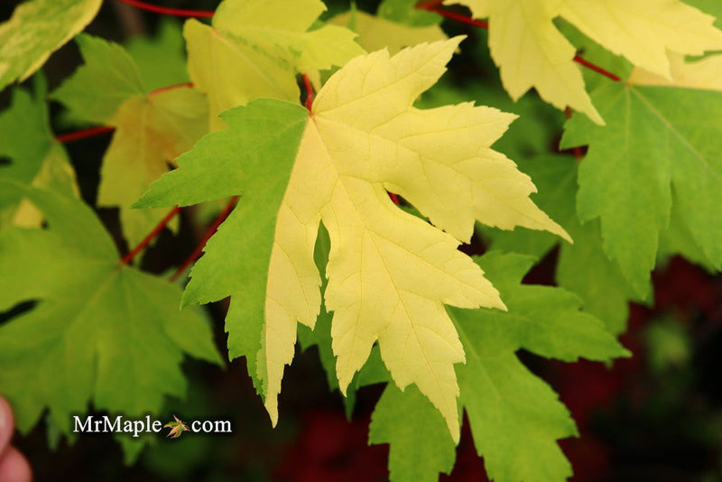 - Acer freemanii x 'Shelina's Beauty' Variegated Red Maple - Mr Maple │ Buy Japanese Maple Trees