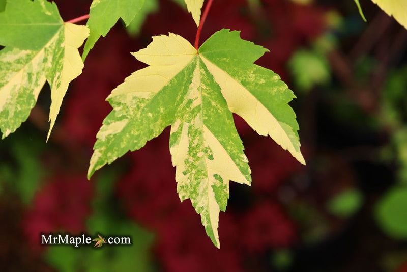 - Acer freemanii x 'Shelina's Beauty' Variegated Red Maple - Mr Maple │ Buy Japanese Maple Trees