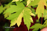 - Acer freemanii x 'Shelina's Beauty' Variegated Red Maple - Mr Maple │ Buy Japanese Maple Trees