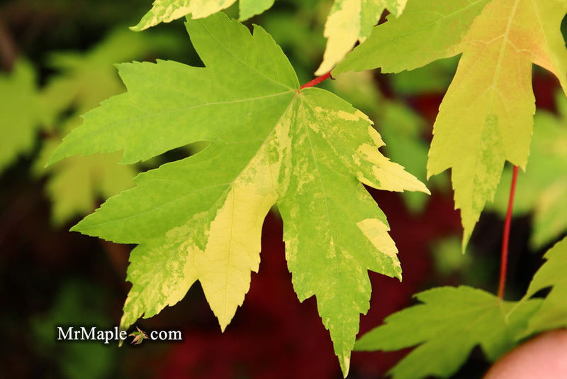 - Acer freemanii x 'Shelina's Beauty' Variegated Red Maple - Mr Maple │ Buy Japanese Maple Trees