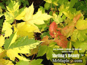 - Acer freemanii x 'Shelina's Beauty' Variegated Red Maple - Mr Maple │ Buy Japanese Maple Trees