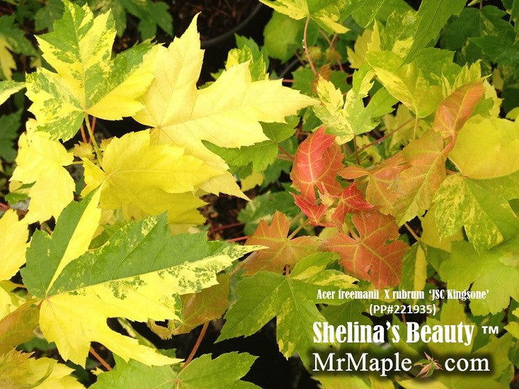 - Acer freemanii x 'Shelina's Beauty' Variegated Red Maple - Mr Maple │ Buy Japanese Maple Trees