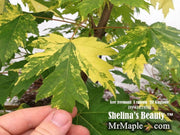 - Acer freemanii x 'Shelina's Beauty' Variegated Red Maple - Mr Maple │ Buy Japanese Maple Trees