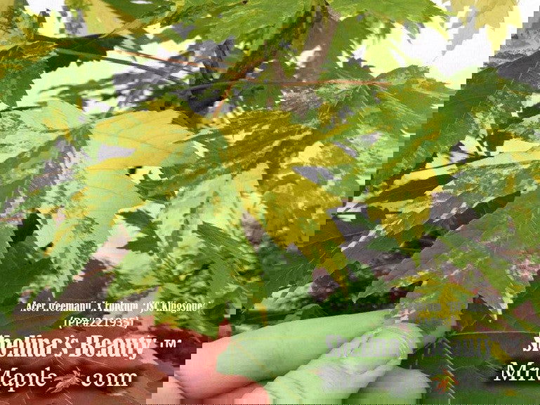 - Acer freemanii x 'Shelina's Beauty' Variegated Red Maple - Mr Maple │ Buy Japanese Maple Trees