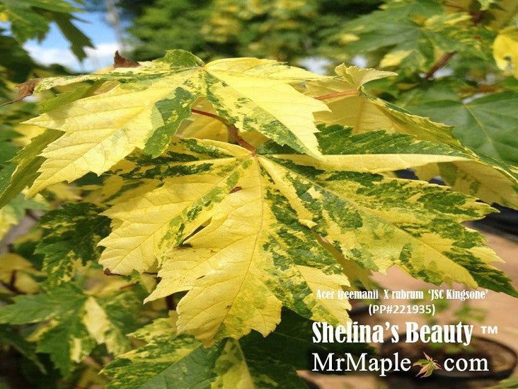 - Acer freemanii x 'Shelina's Beauty' Variegated Red Maple - Mr Maple │ Buy Japanese Maple Trees