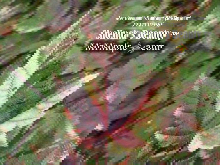 - Acer freemanii x 'Shelina's Beauty' Variegated Red Maple - Mr Maple │ Buy Japanese Maple Trees