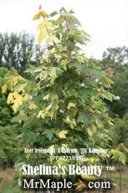 - Acer freemanii x 'Shelina's Beauty' Variegated Red Maple - Mr Maple │ Buy Japanese Maple Trees