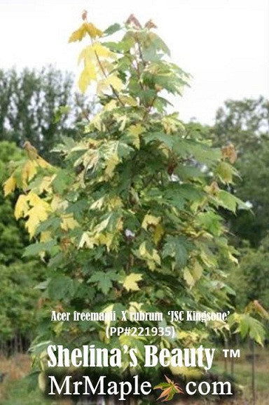 - Acer freemanii x 'Shelina's Beauty' Variegated Red Maple - Mr Maple │ Buy Japanese Maple Trees