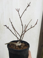 - Acer freemanii x 'Shelina's Beauty' Variegated Red Maple - Mr Maple │ Buy Japanese Maple Trees