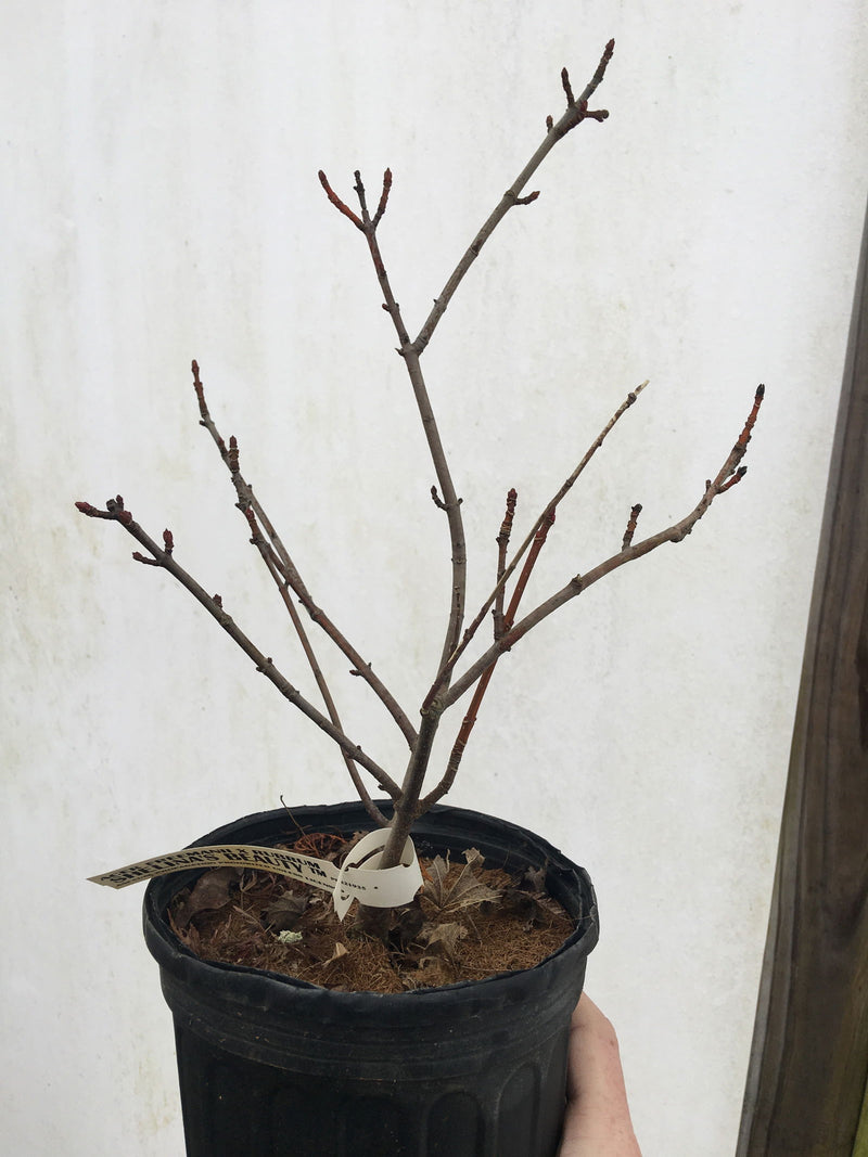 - Acer freemanii x 'Shelina's Beauty' Variegated Red Maple - Mr Maple │ Buy Japanese Maple Trees