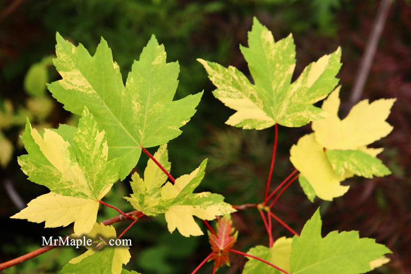 - Acer freemanii x 'Shelina's Beauty' Variegated Red Maple - Mr Maple │ Buy Japanese Maple Trees