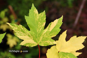 - Acer freemanii x 'Shelina's Beauty' Variegated Red Maple - Mr Maple │ Buy Japanese Maple Trees