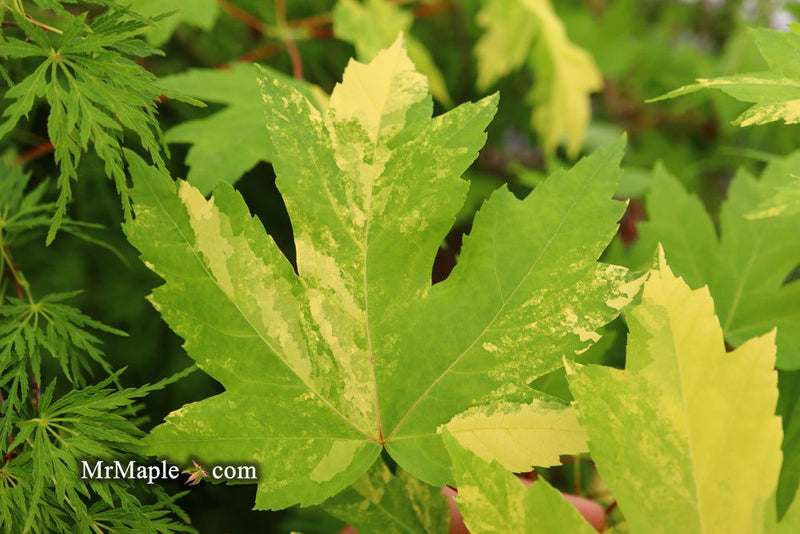 - Acer freemanii x 'Shelina's Beauty' Variegated Red Maple - Mr Maple │ Buy Japanese Maple Trees
