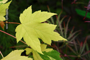 - Acer freemanii x 'Shelina's Beauty' Variegated Red Maple - Mr Maple │ Buy Japanese Maple Trees