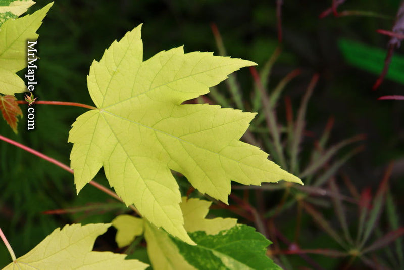 - Acer freemanii x 'Shelina's Beauty' Variegated Red Maple - Mr Maple │ Buy Japanese Maple Trees