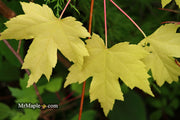 - Acer freemanii x 'Shelina's Beauty' Variegated Red Maple - Mr Maple │ Buy Japanese Maple Trees