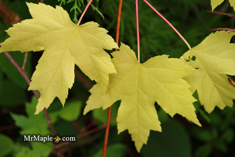 - Acer freemanii x 'Shelina's Beauty' Variegated Red Maple - Mr Maple │ Buy Japanese Maple Trees