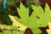 - Acer freemanii x 'Shelina's Beauty' Variegated Red Maple - Mr Maple │ Buy Japanese Maple Trees