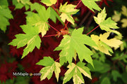 - Acer freemanii x 'Shelina's Beauty' Variegated Red Maple - Mr Maple │ Buy Japanese Maple Trees