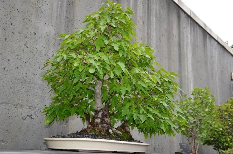 - Acer ginnala ‘Bailey Compact’ Compact Amur Maple - Mr Maple │ Buy Japanese Maple Trees