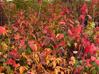 - Acer ginnala ‘Bailey Compact’ Compact Amur Maple - Mr Maple │ Buy Japanese Maple Trees