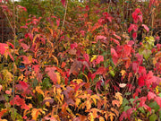 - Acer ginnala ‘Bailey Compact’ Compact Amur Maple - Mr Maple │ Buy Japanese Maple Trees