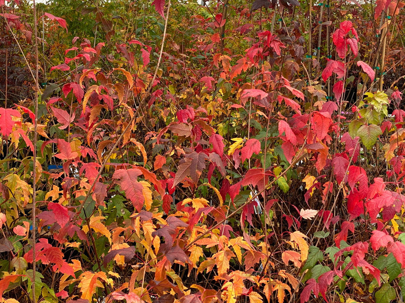 - Acer ginnala ‘Bailey Compact’ Compact Amur Maple - Mr Maple │ Buy Japanese Maple Trees