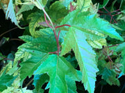 - Acer ginnala ‘Bailey Compact’ Compact Amur Maple - Mr Maple │ Buy Japanese Maple Trees