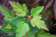 - Acer ginnala ‘Bailey Compact’ Compact Amur Maple - Mr Maple │ Buy Japanese Maple Trees