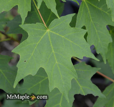 - Acer grandidentatum 'Hipzam' Big Tooth Maple - Mr Maple │ Buy Japanese Maple Trees