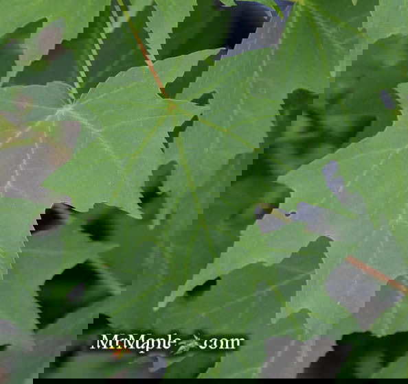 - Acer grandidentatum 'Hipzam' Big Tooth Maple - Mr Maple │ Buy Japanese Maple Trees