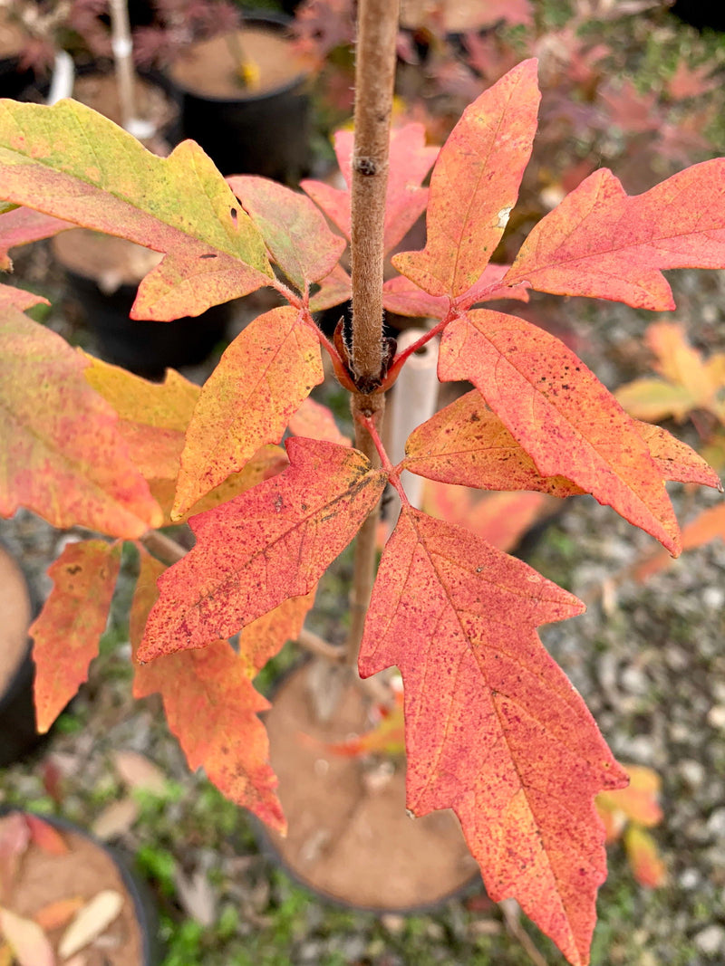 - Acer griseum X 'Molly Fordham' Paperbark Maple - Mr Maple │ Buy Japanese Maple Trees