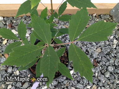 - Acer griseum X 'Molly Fordham' Paperbark Maple - Mr Maple │ Buy Japanese Maple Trees