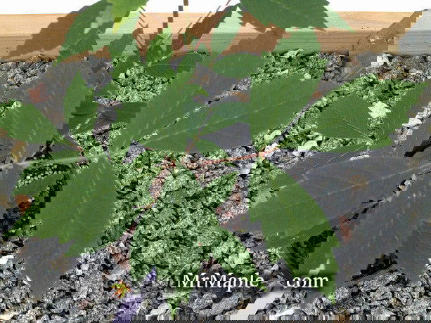 - Acer griseum X 'Molly Fordham' Paperbark Maple - Mr Maple │ Buy Japanese Maple Trees