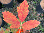 - Acer griseum X 'Molly Fordham' Paperbark Maple - Mr Maple │ Buy Japanese Maple Trees