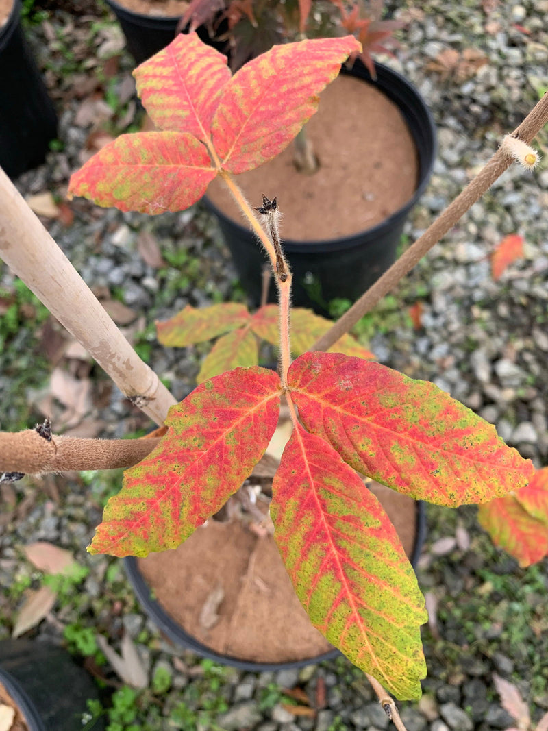 - Acer griseum X 'Molly Fordham' Paperbark Maple - Mr Maple │ Buy Japanese Maple Trees