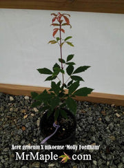 - Acer griseum X 'Molly Fordham' Paperbark Maple - Mr Maple │ Buy Japanese Maple Trees