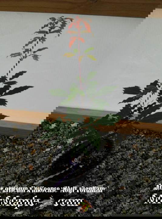 - Acer griseum X 'Molly Fordham' Paperbark Maple - Mr Maple │ Buy Japanese Maple Trees